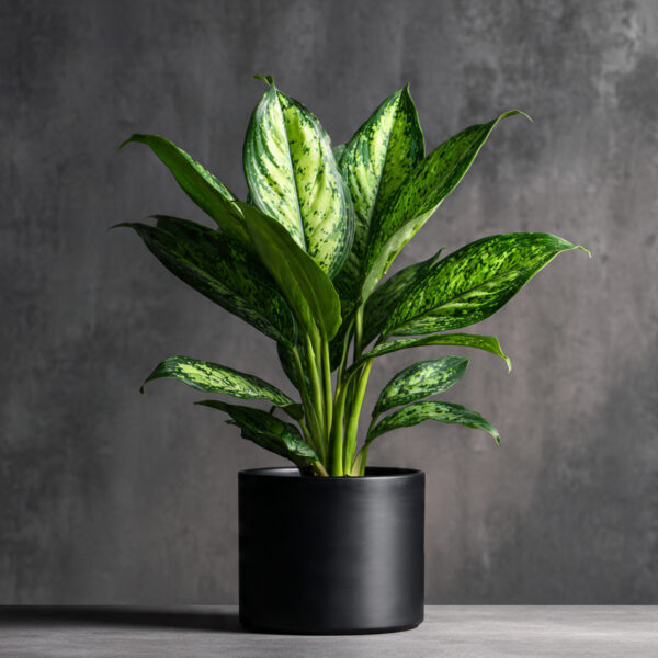 Aglaonema Green Hybrid