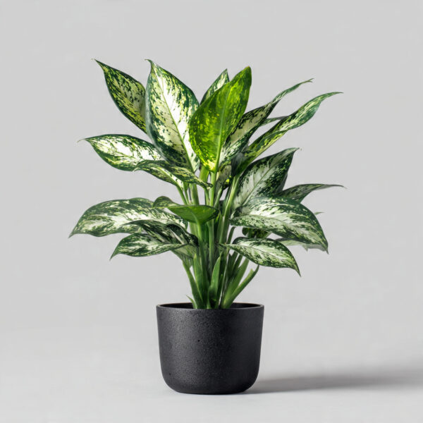 Aglaonema Green Premium