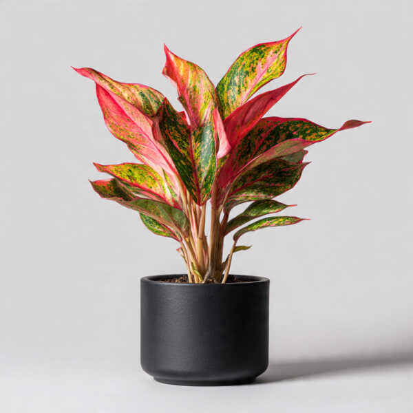 Aglaonema Red