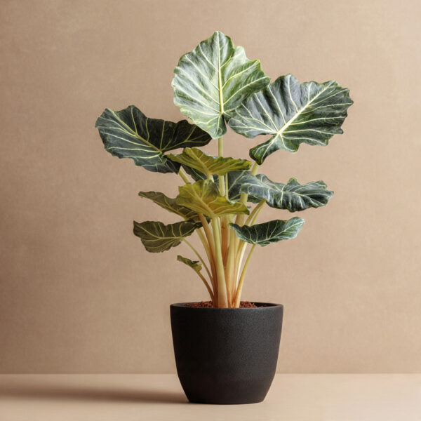 Alocasia Hybrid