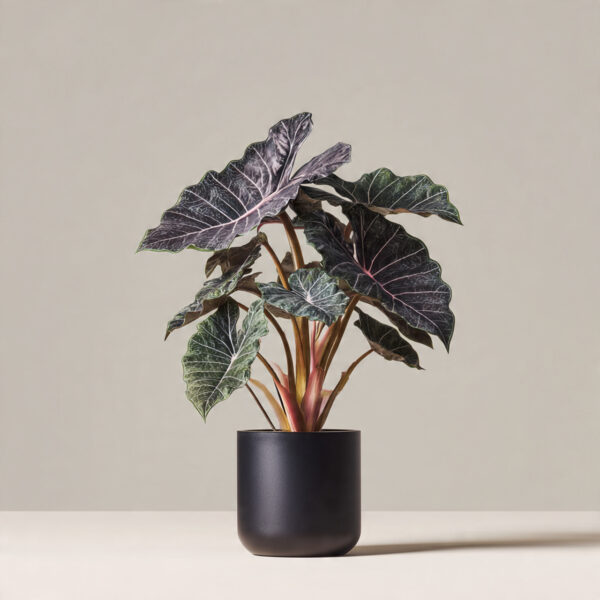 Alocasia Premium
