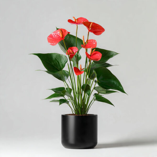 Anthurium Hybrid