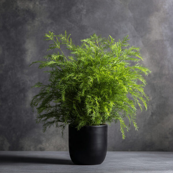 Asparagus Fern Premium