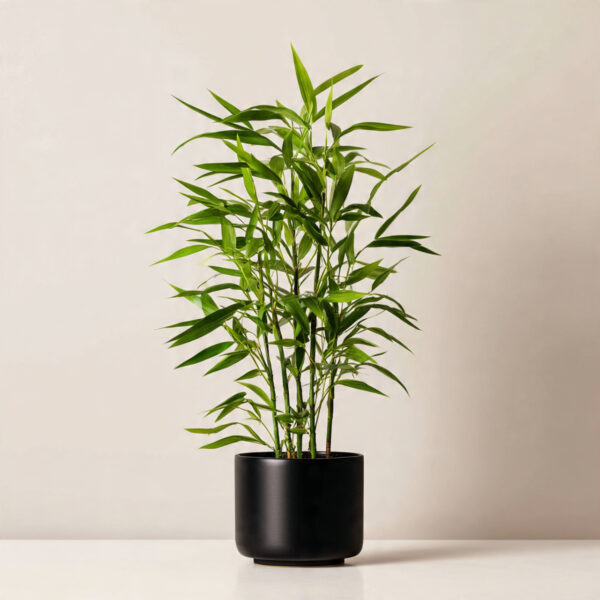 Bamboo Plant