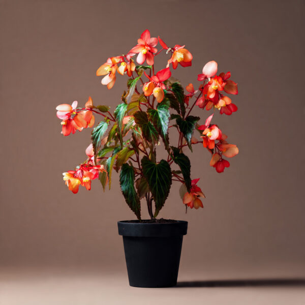 Begonia Premium