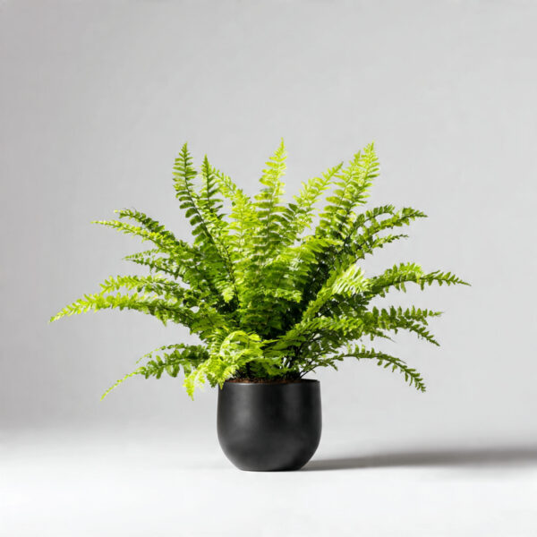 Boston Fern