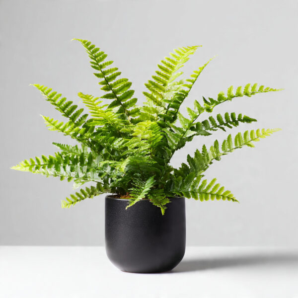 Bougainvillea Orange Hybrid