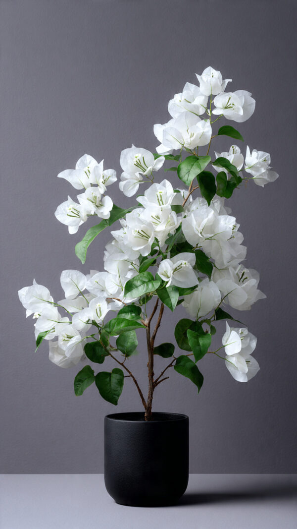 Bougainvillea Pink Hybrid