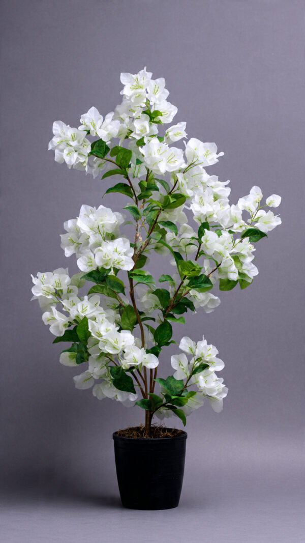 Bougainvillea Pink Premium