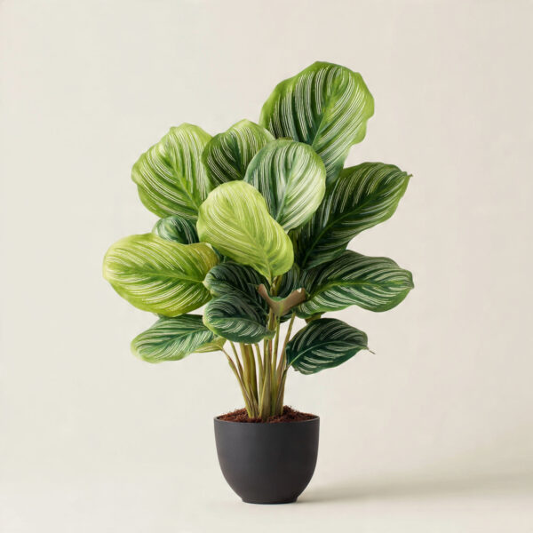 Calathea Premium