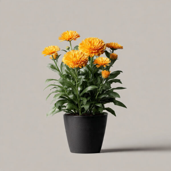 Calendula