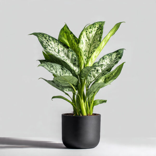 Chinese Evergreen