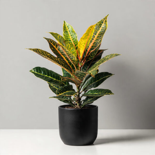 Croton Indoor Hybrid