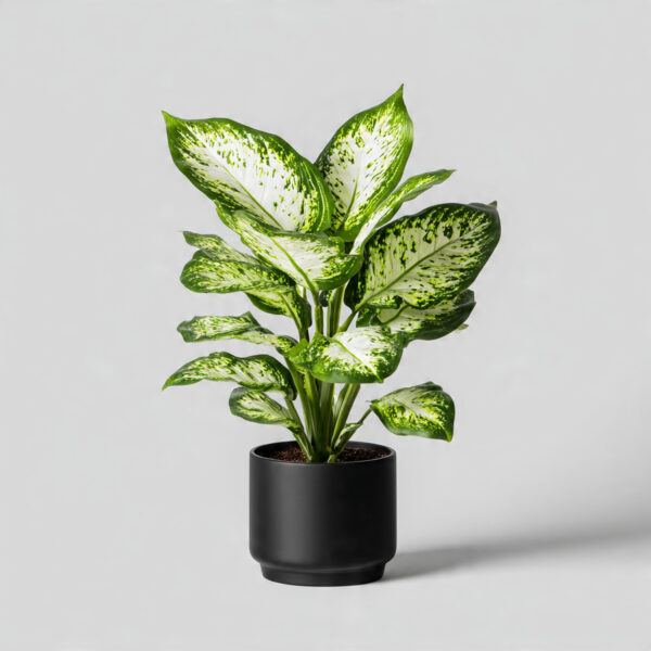Dieffenbachia Premium