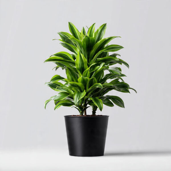 Dracaena Compacta Premium