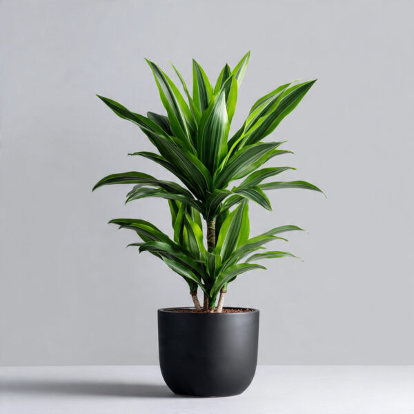 Dracaena Compacta