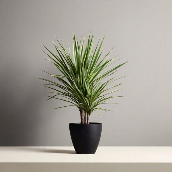 Dracaena Marginata Hybrid