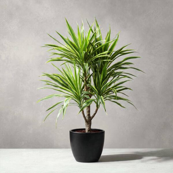 Dracaena Marginata Premium