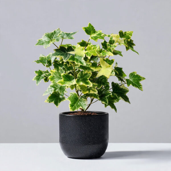 English Ivy Hybrid