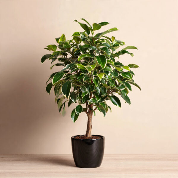 Ficus Bonsai