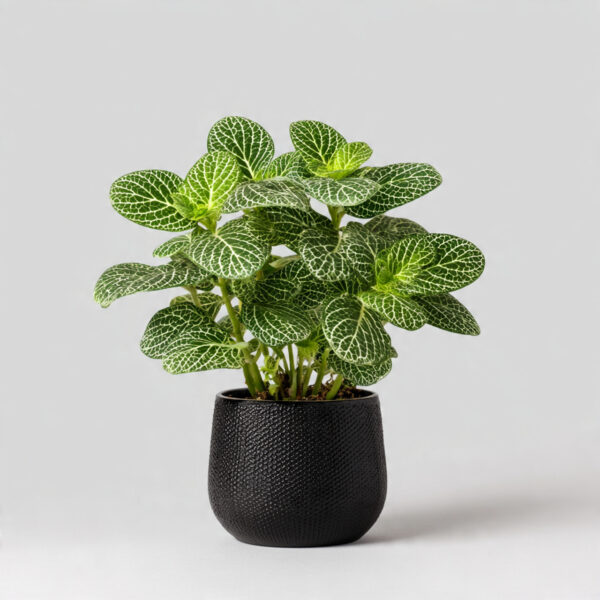 Fittonia Hybrid