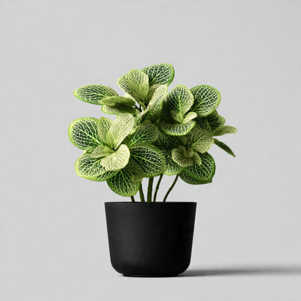 Fittonia Premium