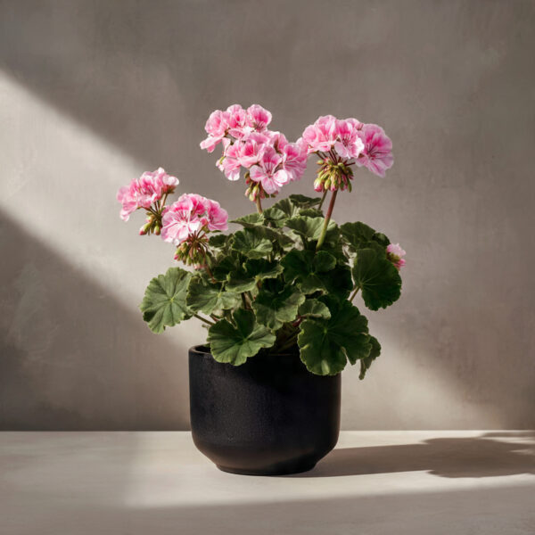 Geranium