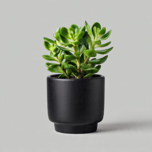 Golden Money Plant Hybrid