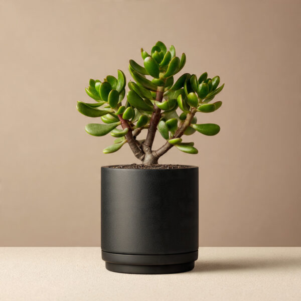 Golden Money Plant Premium