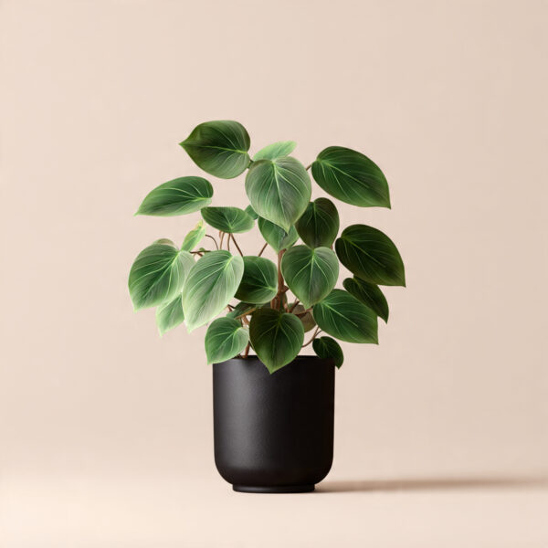 Heart Leaf Philodendron Premium