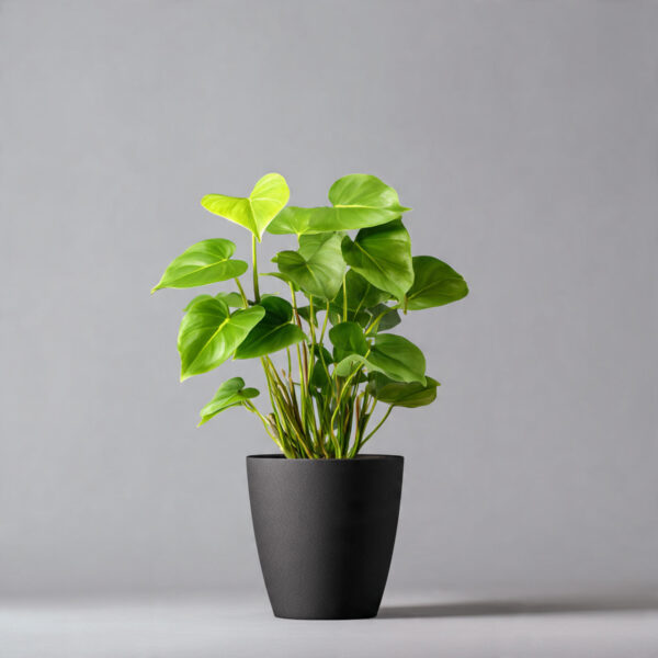 Heart Leaf Philodendron