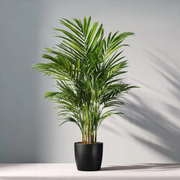 Kentia Palm Premium