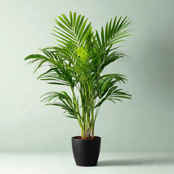 Kentia Palm