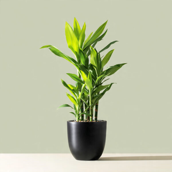 Lucky Bamboo Premium