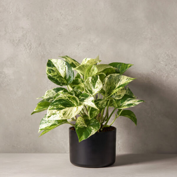 Marble Queen Pothos Hybrid
