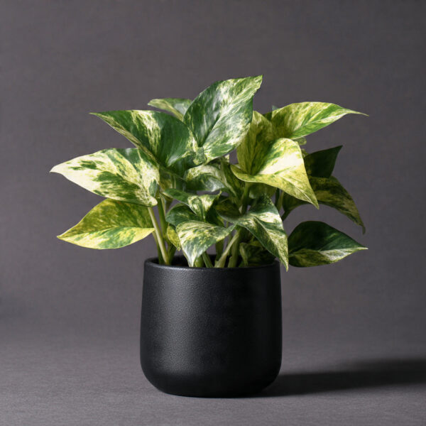 Marble Queen Pothos Premium