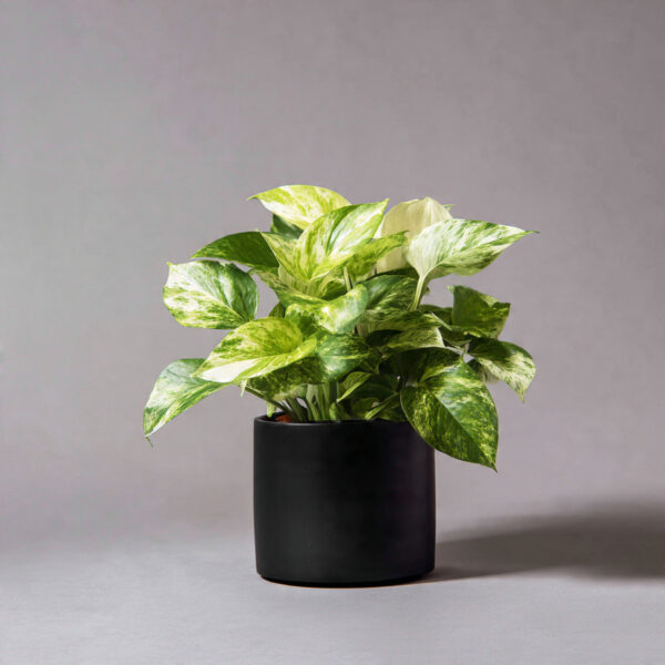 Marigold Orange Hybrid