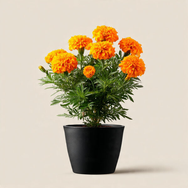 Marigold Orange Premium