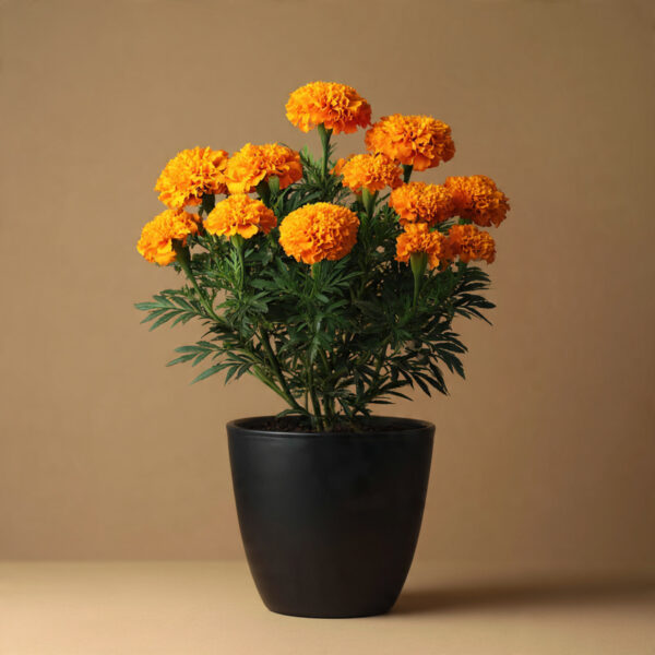 Marigold Orange