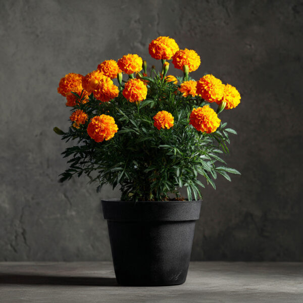 Marigold Yellow Hybrid