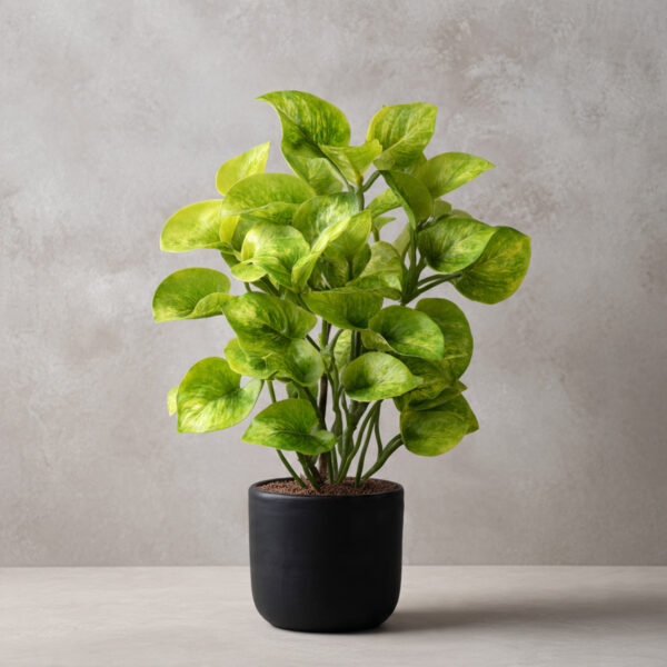 Monstera Adansonii Hybrid