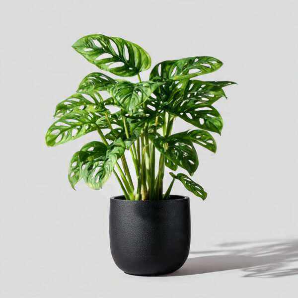 Monstera Deliciosa Hybrid