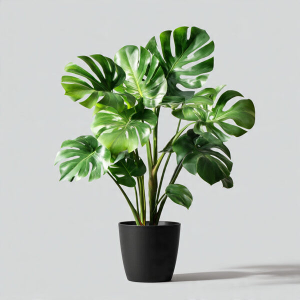 Monstera Deliciosa Premium