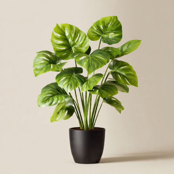 Night Blooming Jasmine Hybrid