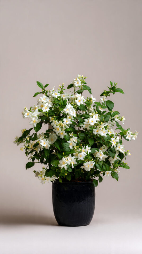 Night Blooming Jasmine Premium