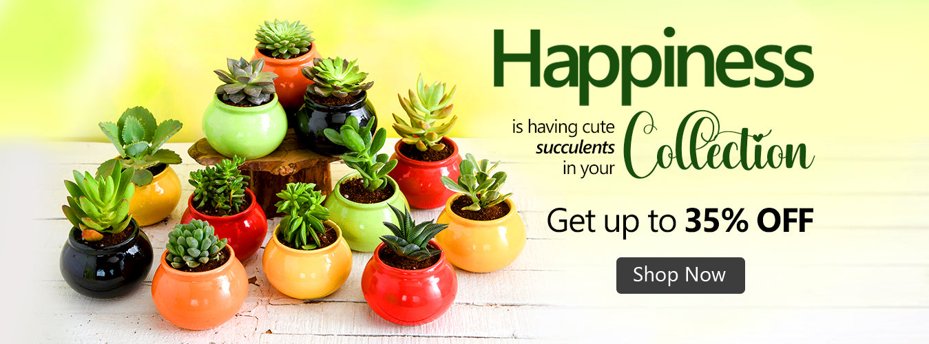 nurserylive-home-page-cactus-and-succulent-banner-v3_6f9a298f-e6db-4a5c-9357-2a35f512f084_1349x500