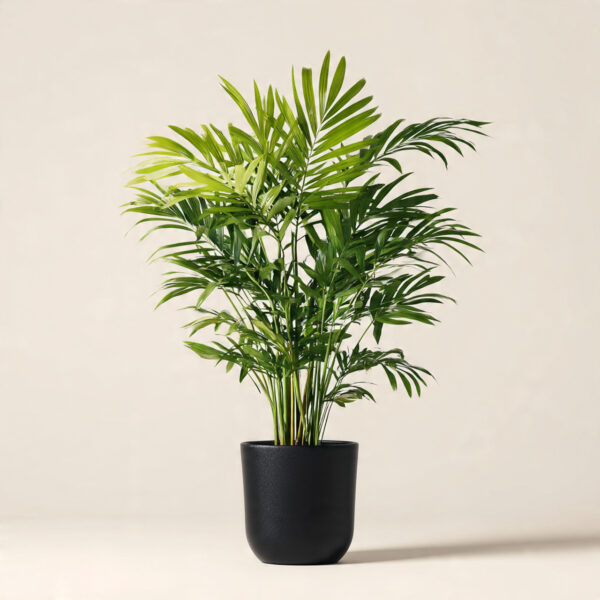Parlour Palm