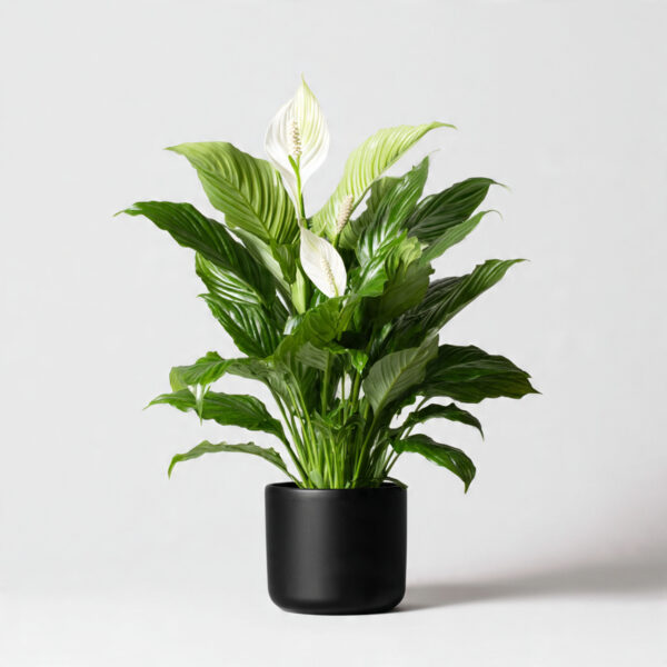 Peace Lily Premium