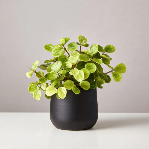 Peperomia